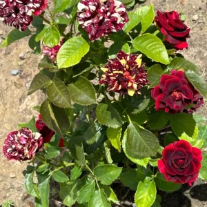 Abracadabra Rose Bush Live Plant - Striped Floribunda Rose, Red Yellow Flowers, 5-7 inches tall - Image 5