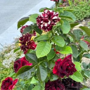 Abracadabra Rose Bush Live Plant - Striped Floribunda Rose, Red Yellow Flowers, 5-7 inches tall - Image 6