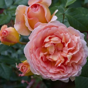 Abraham Darby Rose Live Plant - Apricot Pink Fragrant Bush, 5-7