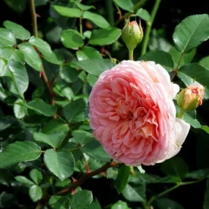Abraham Darby Rose Live Plant - Apricot Pink Fragrant Bush, 5-7