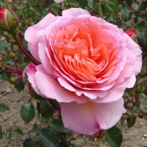 Abraham Darby Rose Live Plant - Apricot Pink Fragrant Bush, 5-7