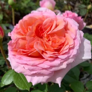Abraham Darby Rose Live Plant - Apricot Pink Fragrant Bush, 5-7