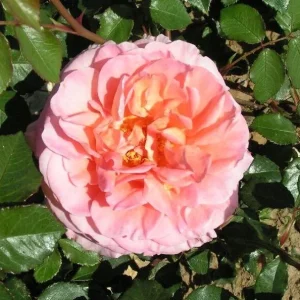 Abraham Darby Rose Live Plant - Apricot Pink Fragrant Bush, 5-7