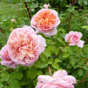 Abraham Darby Rose Live Plant - Apricot Pink Fragrant Bush, 5-7