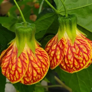 Abutilon Live Plant - Pink & Orange Tiger Flowering Lantern, 4-8 Inch Tall - Image 2