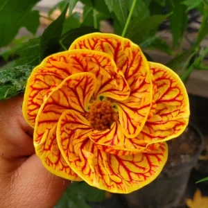 Abutilon Live Plant - Pink & Orange Tiger Flowering Lantern, 4-8 Inch Tall - Image 4