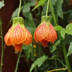 Abutilon Live Plant - Pink & Orange Tiger Flowering Lantern, 4-8 Inch Tall - Image 5