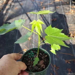 Abutilon Live Plant - Pink & Orange Tiger Flowering Lantern, 4-8 Inch Tall - Image 7