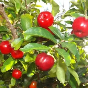 Acerola Barbados Cherry Tree Live Plant - 12-18 Inch Tall, Sweet Fruit - Image 2