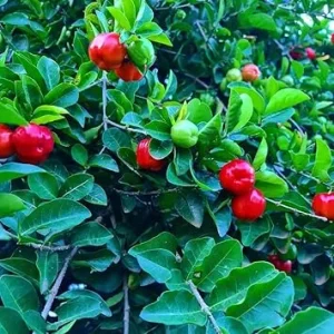 Acerola Barbados Cherry Tree Live Plant – 2 Pack, 5-10 Inches Tall, Fruit Tree - Image 3
