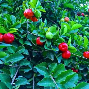 Acerola Barbados Cherry Tree Live Plant – 2 Pack, 5-10 Inches Tall, Fruit Tree - Image 4