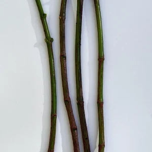 Achachairu Garcinia Humilis Grafting Cuttings – 1/4 inch thick, 6-8 inches long - Image 2