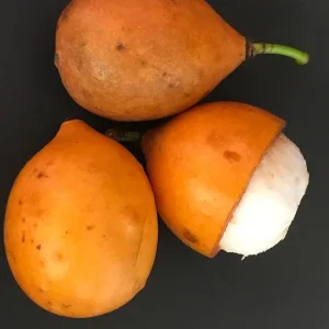 Achachairu Garcinia Humilis Grafting Cuttings – 1/4 inch thick, 6-8 inches long - Image 6