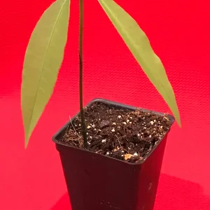 Achachairu Garcinia Humilis Live Plant - Tropical Fruit Tree Starter, 4-8'' Tall - Image 2