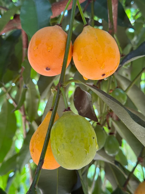 Achachairu Garcinia Humilis Live Plant – Tropical Fruit Tree Starter – 4-8 inches tall in 2.5 inch pot - Image 3