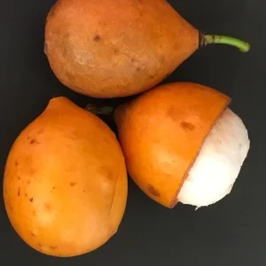 Achachairu Garcinia Humilis Live Plant – Tropical Fruit Tree Starter – 4-8 inches tall in 2.5 inch pot - Image 4