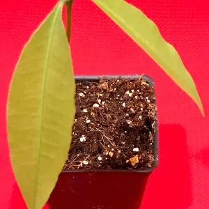 Achachairu Garcinia Humilis Live Plant – Tropical Fruit Tree Starter – 4-8 inches tall in 2.5 inch pot - Image 5