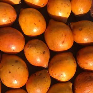 Achachairu Garcinia Humilis Live Plant – Tropical Fruit Tree Starter – 4-8 inches tall in 2.5 inch pot - Image 6