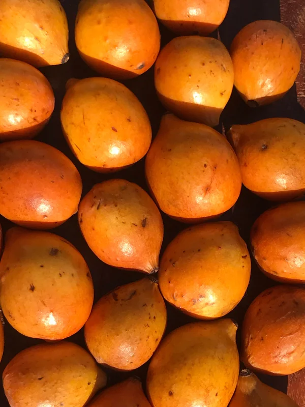 Achachairu Garcinia Humilis Live Plant – Tropical Fruit Tree Starter – 4-8 inches tall in 2.5 inch pot - Image 6