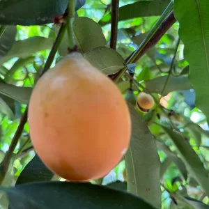 Achachairu Garcinia Humilis Live Plant - Tropical Fruit Tree Starter, 4-8'' Tall - Image 7