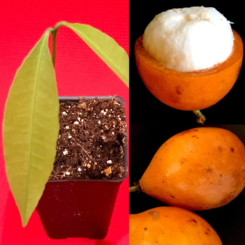 Achachairu Garcinia Humilis Live Plant – Tropical Fruit Tree Starter – 4-8 inches tall in 2.5 inch pot - Image 1