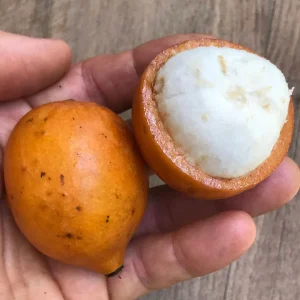 Achachairu Garcinia Humilis Live Plant - Tropical Fruit Tree Starter, 4-8'' Tall - Image 9