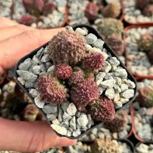 Adromischus Aarianiae Herrei Rare Succulent Live Plant – Small 2 inch Pot - Image 2