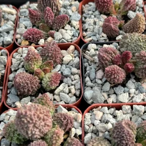 Adromischus Aarianiae Herrei Rare Succulent Live Plant – Small 2 inch Pot - Image 3