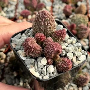 Adromischus Aarianiae Herrei Rare Succulent Live Plant – Small 2 inch Pot - Image 1