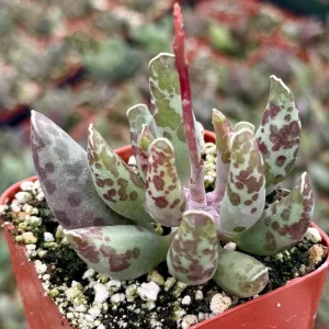 Adromischus Cooperi Live Succulent Plant – Plover Eggs in 3 inch Pot - Image 2
