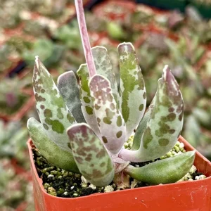 Adromischus Cooperi Live Succulent Plant – Plover Eggs in 3 inch Pot - Image 3