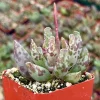 Adromischus Cooperi Live Succulent Plant – Plover Eggs in 3 inch Pot - Image 1