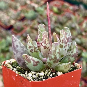 Adromischus Cooperi Live Succulent Plant – Plover Eggs in 3 inch Pot - Image 1