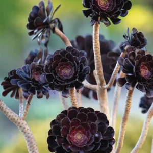 Aeonium Plant Live 4