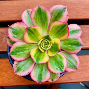 Aeonium Plant Live 4