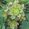 Aeonium Plant Live 4" Pot - Easy Care Succulent Houseplant - Image 1