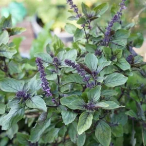 African Blue Basil Live Herb Plant – 2.5 Inch Pot – Culinary Garden - Image 6