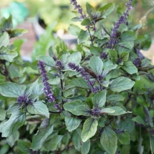 African Blue Basil Live Herb Plant – 2.5 Inch Pot – Culinary Garden - Image 1