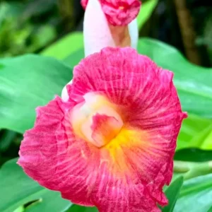 African Princess Ginger Live Plant - Rose Flowering Costus - 5-8