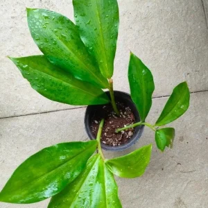 African Princess Ginger Live Plant - Rose Flowering Costus - 5-8