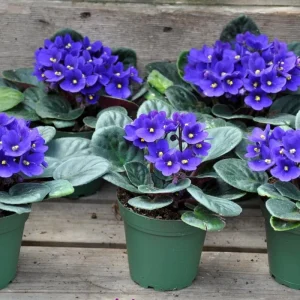 African Violet Live Plant - 1 Flowering Houseplant, Random Vibrant Color, Indoor Decor - Image 3