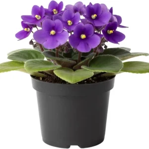 African Violet Live Plant - 2-Pack 4'' Pot Indoor Flowering Plant, Mix Blooms - Image 4