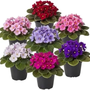 African Violet Live Plant 4 Inch Pot - Blooming Houseplant, Indoor/Outdoor - Image 4