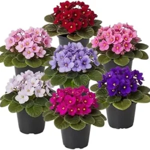 African Violet Live Plant 4 Inch Pot - Blooming Houseplant, Indoor/Outdoor - Image 6
