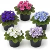 African Violet Live Plant – 4 inch Pot – Blooming Indoor Houseplant - Image 1