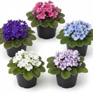 African Violet Live Plant – 4 inch Pot – Blooming Indoor Houseplant - Image 1