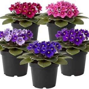 African Violet Live Plant - 4 Inch Pot, Easy Care Houseplant, Random Color - Image 3