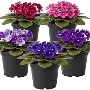 African Violet Live Plant - 4 Inch Pot, Easy Care Houseplant, Random Color - Image 5