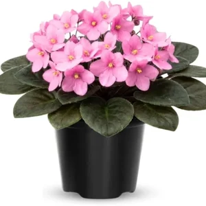 African Violet Live Plant – 4 Inch Pot – Light Pink Flowering Houseplant - Image 2
