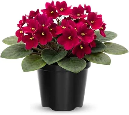 African Violet Live Plant – 4 Inch Pot – Red Flowering Houseplant – Easy Care Indoor - Image 6
